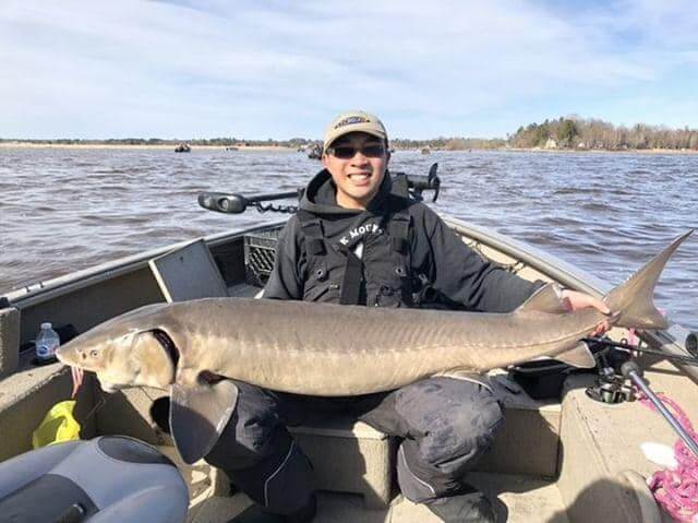 Minnesota Adventures: Leviathan Rainy River Sturgeon – Fishing Prairie and  Shield