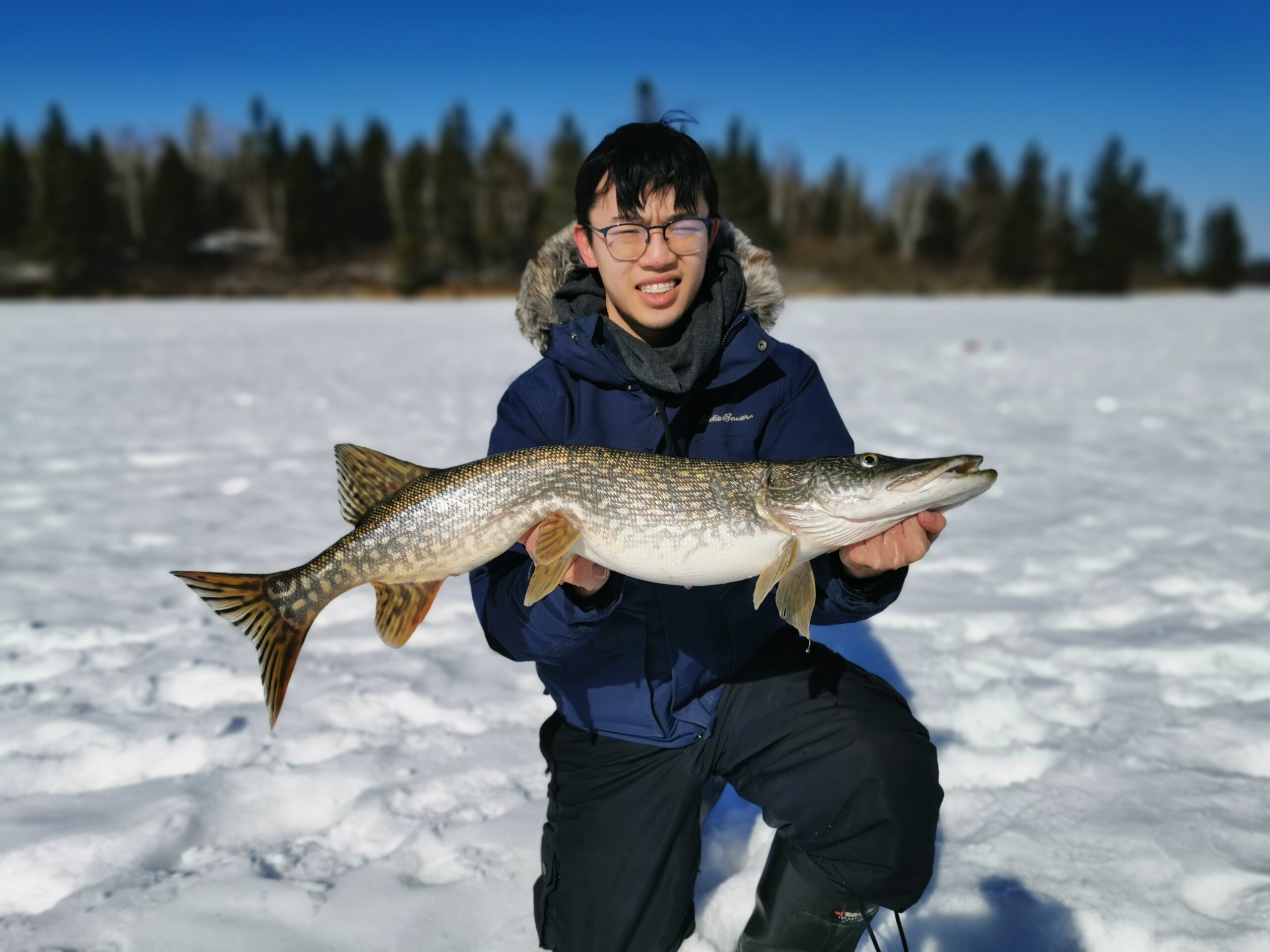 Tip Up Ice Fishing Pike - Petrowske's a northern Minnesota guide